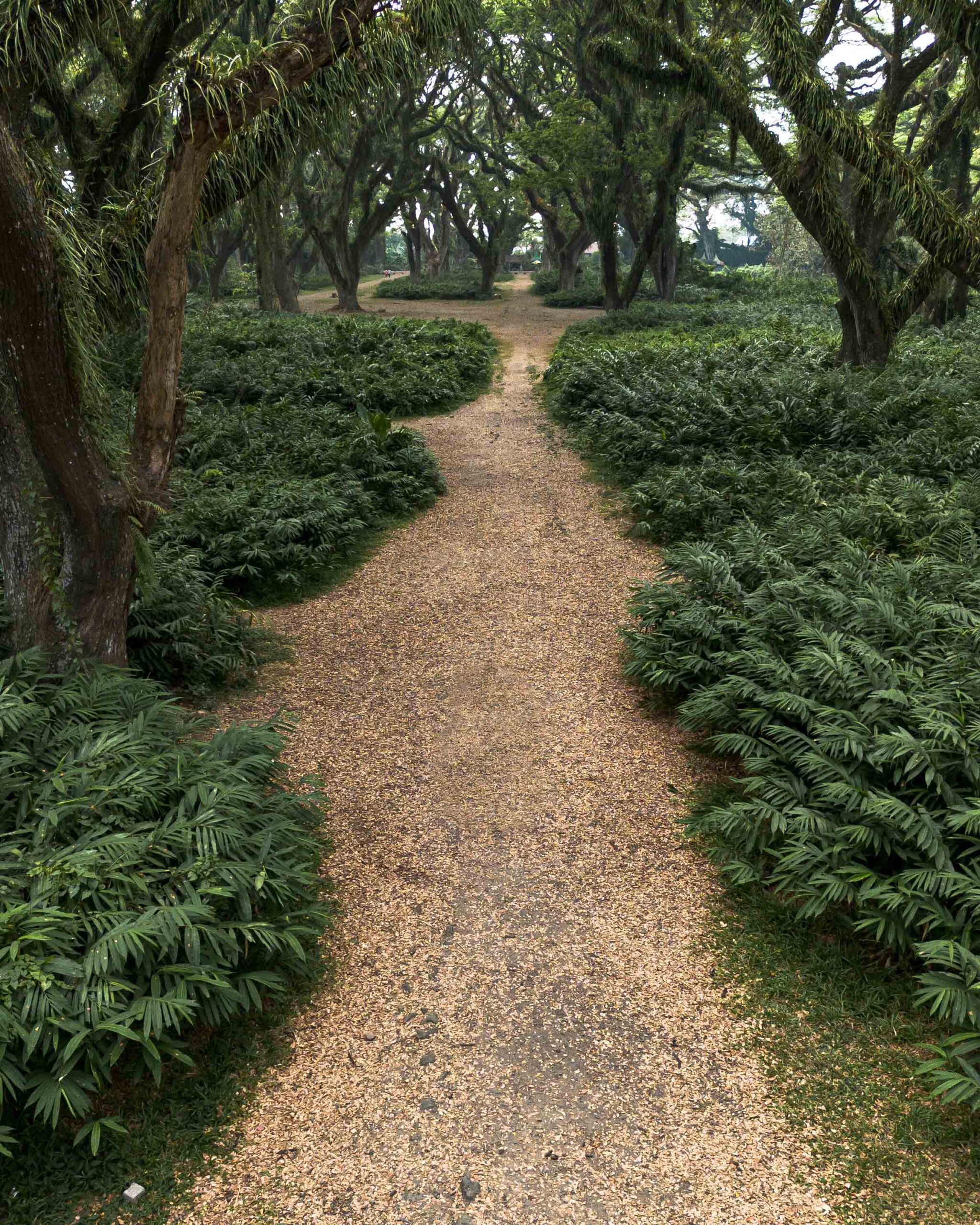 Djawatan Forest